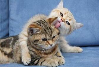 Wallpaper Kitten Cat Play Desktop Animals Goodwp