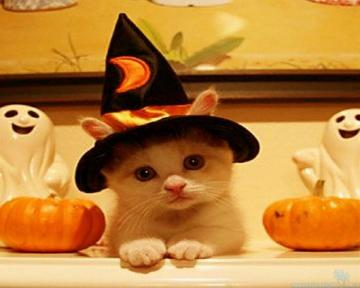 Cute Halloween Wallpaper For Android