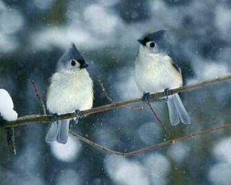 Winter Birds Wallpaper
