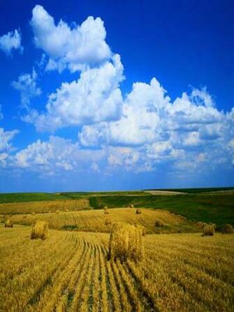 Native Harvests American Indian Wild Foods And Recipes