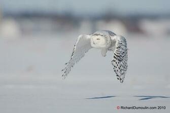 Snowy Owl Screensavers Owls