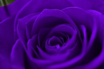 July By Admin Comments Off On HD Wallpaper 1080p Purple Rose