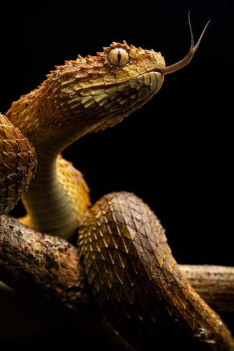 Africa S Neglected Snakebite Crisis Kills Tens Of Thousands A Year