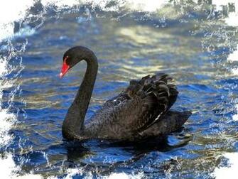 Black Swan Wallpaper
