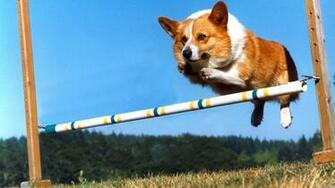 Animals Grass Dogs Jumping Corgi Clear Blue Sky HD Wallpaper Nature