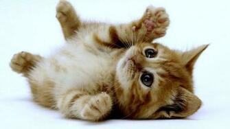 Kittens