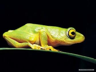 Frogs Image Frog Wallpaper HD And Background