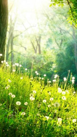 Green Grass Flower Nature Wallpaper Full HD