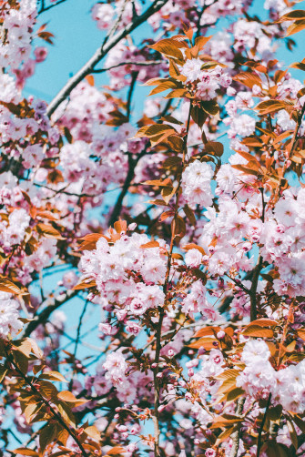 Pink Flowers Aesthetic Wallpaper