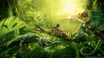 Gorgerous Rainforest Wallpaper For Pc