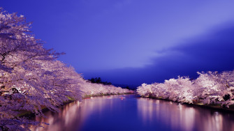 Cherry Blossom Wallpaper Japan HD Desktop 4k Image