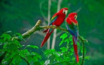 Pair Of Scarlet Macaws Widescreen Wallpaper