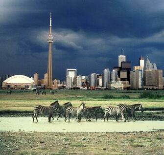 Toronto Night Skyline Wallpaper