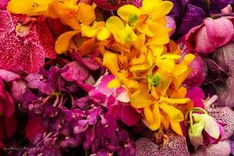 English Flowers Pictures Wallpaper HD Base
