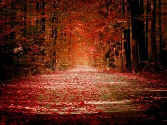 Autumn Wallpaper Widescreen Forest
