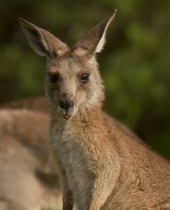 Baby Kangaroo Picture Cute Joey Loadpaper HD Wallpaper