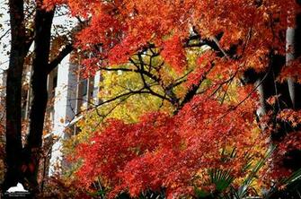 Fall Foliage Wallpaper Desktop Background