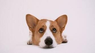 Pictures Grinning Corgi Dog Wallpaper Puppy And Photos