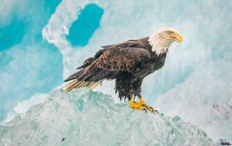 Wallpaper Bald Eagle X Widescreen