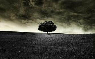 Black Tree Wallpaper Desembaralhe