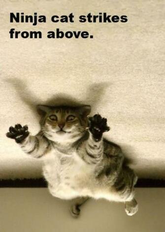 Ninja Cat Picture