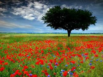 Love Wallpaper Field Fields HD Desktop