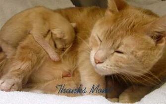 Thank You Mom Mothers Day Wallpaper Cool Christian