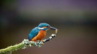 Kingfisher Bird Wallpaper Only HD
