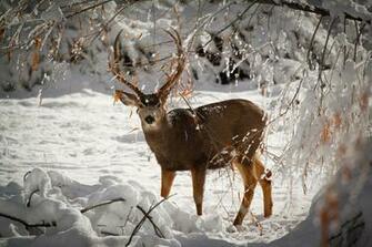Deer HD Wallpaper