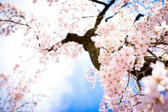 Beautiful Pink Cherry Blossom Wallpaper Colors Photo