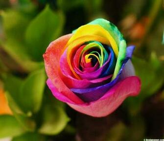 Rainbow Roses Wallpaper HD