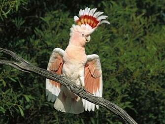 Pictures Of Exotic Birds Wallpaper