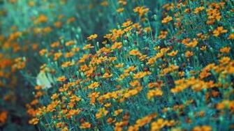 Vivid Wallpaper Version By Oliverbphotography