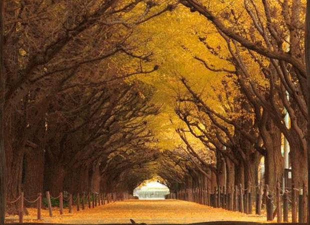 Most Beautiful Tree Tunnels HD Wallpaper