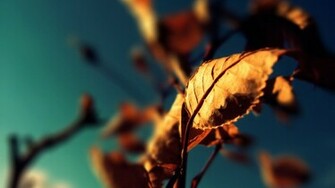 Category Photography Wallpaper Old Leaves Macro Photogra