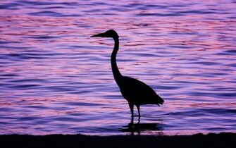 Birds Animals Silhouettes Wallpaper Desktop