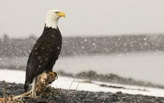 Bald Eagle HD Wallpaper