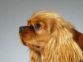 Wallpaper American Cocker Spaniel X Desktop
