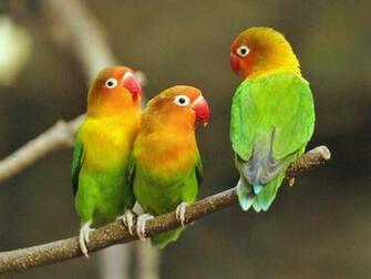 Lovebird Wallpaper