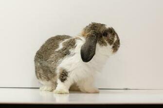 Christmas Bunny Wallpaper Right Click On And Select Save As