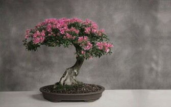Bonsai Japan Tree Art HD Wallpaper Stock Photos Naturewallbase