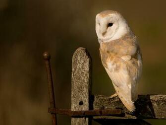 Owl Desktop Image Wallpaper HD Background