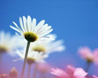 Bright White Flower Wallpaper HD