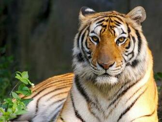 Wallpaper Hot Sexy 3d Tiger