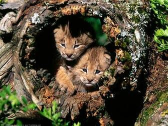 Wild Animal Desktop Background Image