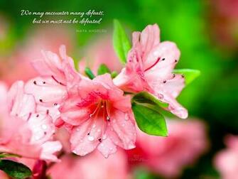 Maya Angelou Quote Desktop Wallpaper Background