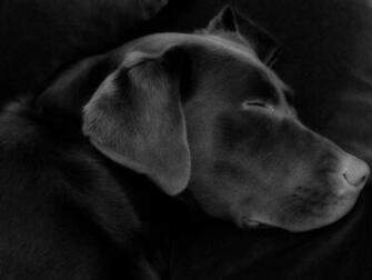 Brown Labrador Photos Desktop Background Wallpaper