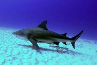 Bull Shark Wallpaper Image Group
