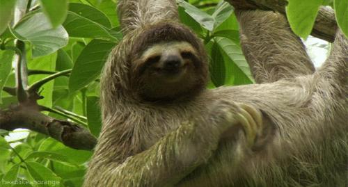 Sloth Wallpaper