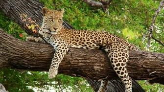 1080p Wallpaper Of Leopard Photosjunction